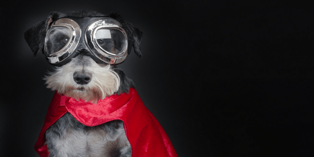 Dog with cape and goggles